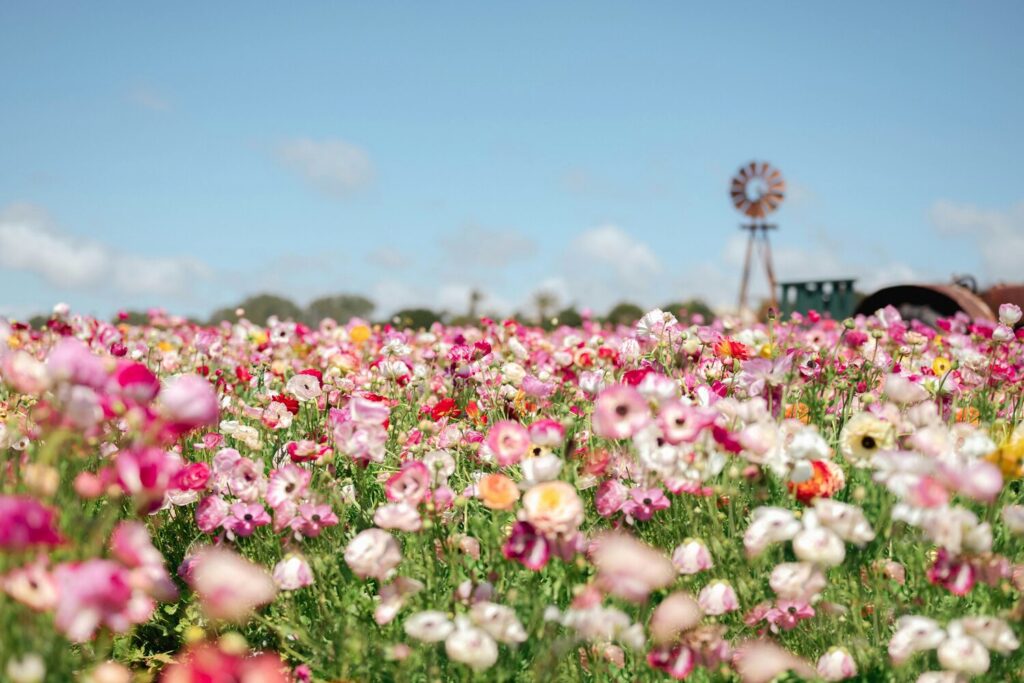 A vibrant field of colorful flowers under a clear blue sky with a windmill in the background.