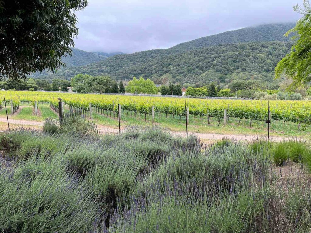A peaceful vineyard surrounded by lush greenery with lavender in the foreground and misty mountains in the background.