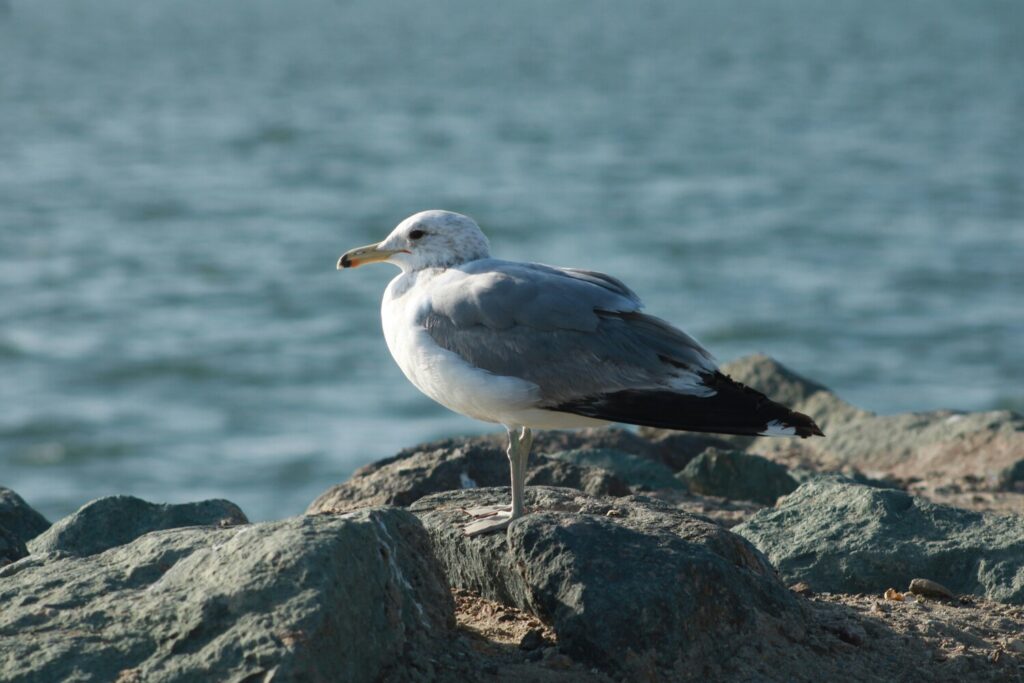 A seagull standing on rocky shore with water in the background.