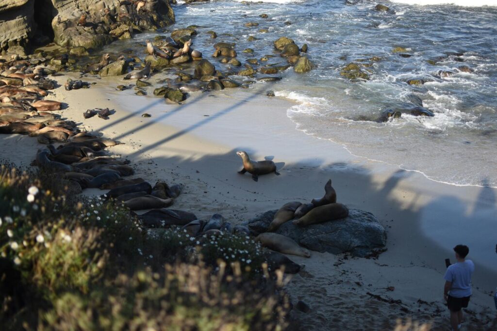 A sandy La Jolla beach crowded with sea lions and a person taking photos nearby.