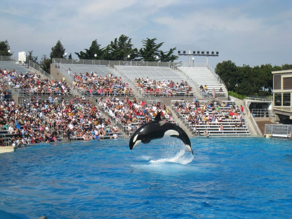 An orca leaps out of a pool during a live show at a marine park, with a large audience watching.