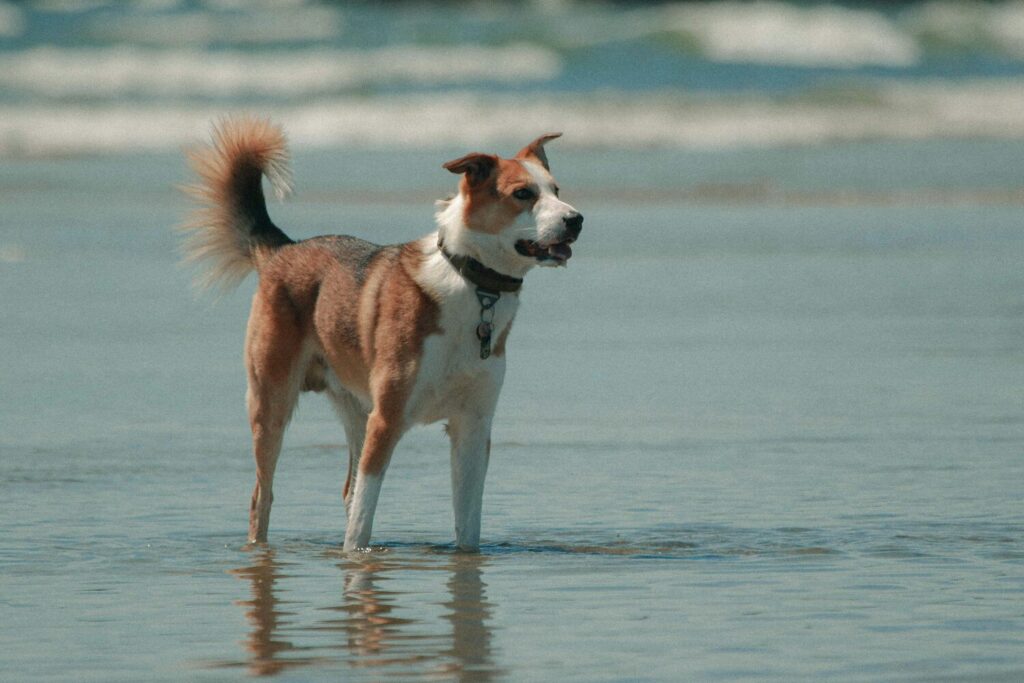 A dog stands in shallow water at the beach, alert and gazing into the distance.