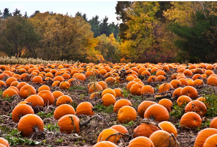 October in San Diego: Haunts, Lights & Pumpkin Magic